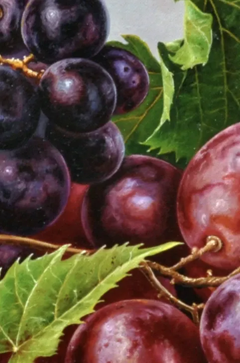 Alternative view of Bunch of Grapes