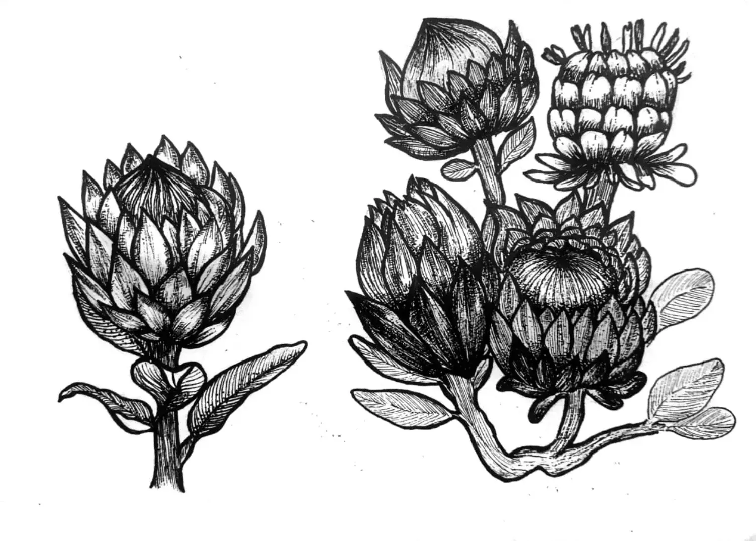 Lihat Kebunku, Penuh dengan Bunga - Sugarbushes- by Lucyanna