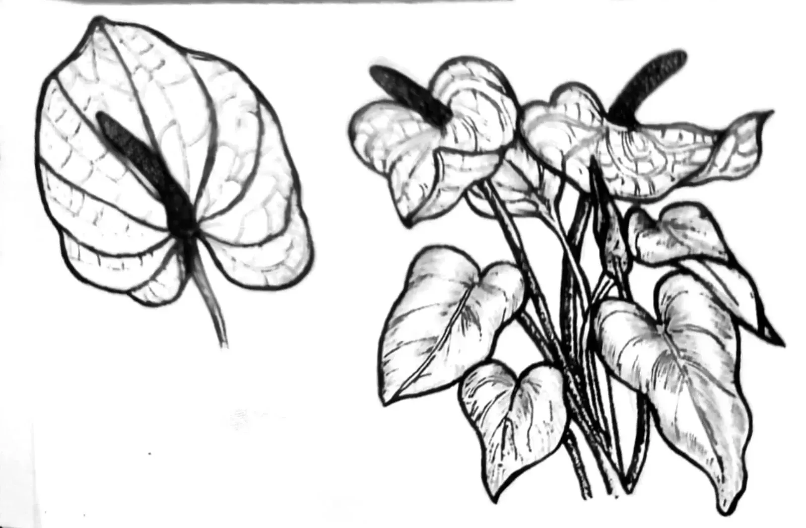 Lihat Kebunku, Penuh dengan Bunga -  Flamingo (Anthurium)- by Lucyanna