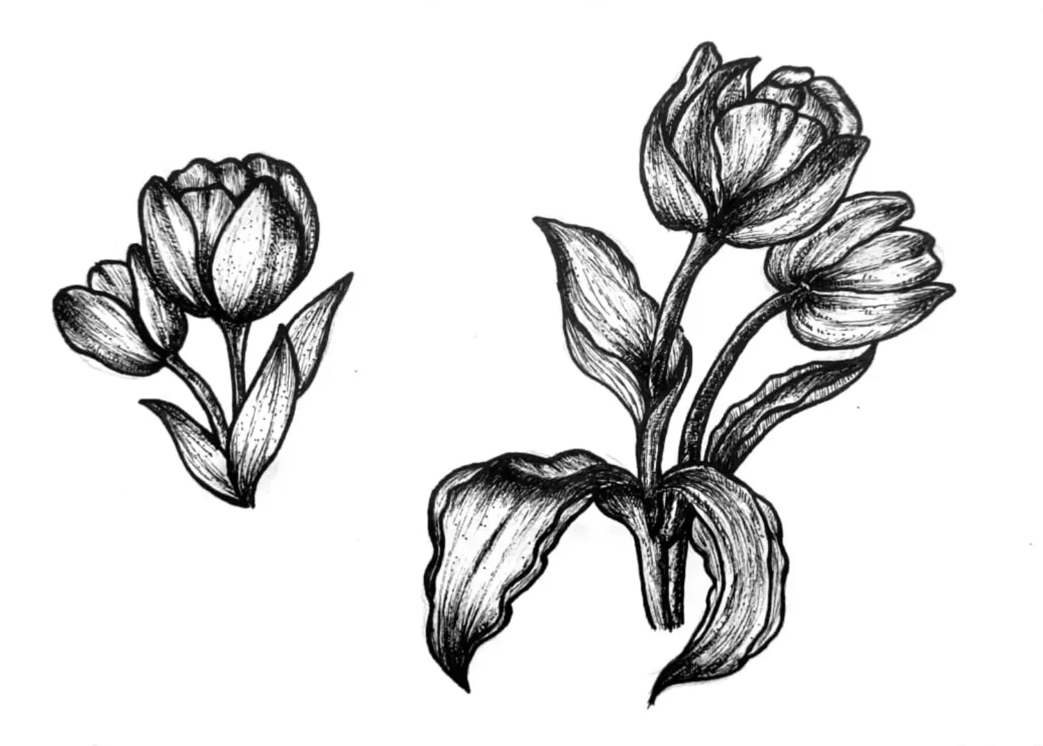 Lihat Kebunku, Penuh dengan Bunga -  Tulip- by Lucyanna