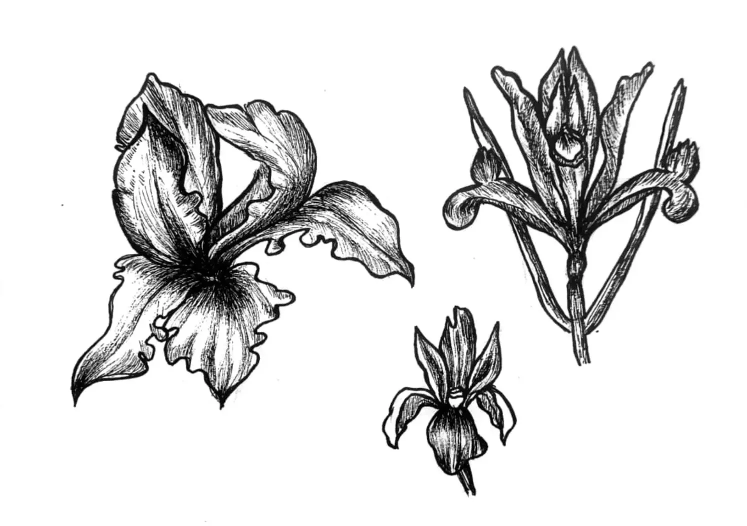 Lihat Kebunku, Penuh dengan Bunga - Iris- by Lucyanna